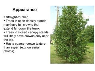 Appearance
 Straight-trunked.
 Trees in open density stands
may have full crowns that
extend far down the trunk.
 Trees in closed canopy stands
will likely have crowns only near
the top.
 Has a coarser crown texture
than aspen (e.g. on aerial
photos).
 