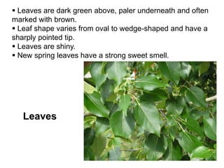 Leaves
 Leaves are dark green above, paler underneath and often
marked with brown.
 Leaf shape varies from oval to wedge-shaped and have a
sharply pointed tip.
 Leaves are shiny.
 New spring leaves have a strong sweet smell.
 