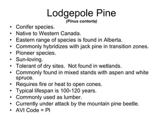Lodgepole Pine
(Pinus contorta)
• Conifer species.
• Native to Western Canada.
• Eastern range of species is found in Alberta.
• Commonly hybridizes with jack pine in transition zones.
• Pioneer species.
• Sun-loving.
• Tolerant of dry sites. Not found in wetlands.
• Commonly found in mixed stands with aspen and white
spruce.
• Requires fire or heat to open cones.
• Typical lifespan is 100-120 years.
• Commonly used as lumber.
• Currently under attack by the mountain pine beetle.
• AVI Code = Pl
 