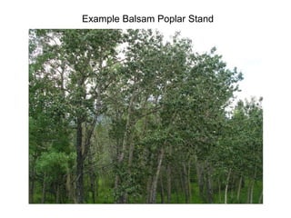 Example Balsam Poplar Stand
 