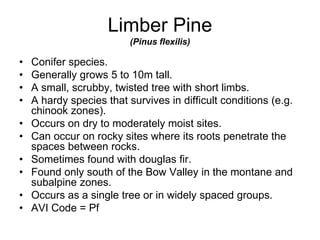 Limber Pine
(Pinus flexilis)
• Conifer species.
• Generally grows 5 to 10m tall.
• A small, scrubby, twisted tree with short limbs.
• A hardy species that survives in difficult conditions (e.g.
chinook zones).
• Occurs on dry to moderately moist sites.
• Can occur on rocky sites where its roots penetrate the
spaces between rocks.
• Sometimes found with douglas fir.
• Found only south of the Bow Valley in the montane and
subalpine zones.
• Occurs as a single tree or in widely spaced groups.
• AVI Code = Pf
 
