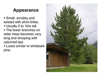 Appearance
 Small, scrubby and
twisted with short limbs.
 Usually 5 to 10m tall.
 The lower branches on
older trees becomes very
long and drooping with
upturned tips.
 Looks similar to whitebark
pine.
 