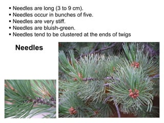 Needles
 Needles are long (3 to 9 cm).
 Needles occur in bunches of five.
 Needles are very stiff.
 Needles are bluish-green.
 Needles tend to be clustered at the ends of twigs
 