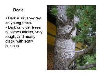 Bark
 Bark is silvery-grey
on young trees.
 Bark on older trees
becomes thicker, very
rough, and nearly
black, with scaly
patches.
 