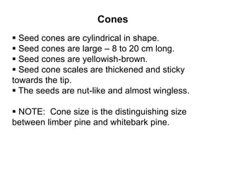 Cones
 Seed cones are cylindrical in shape.
 Seed cones are large – 8 to 20 cm long.
 Seed cones are yellowish-brown.
 Seed cone scales are thickened and sticky
towards the tip.
 The seeds are nut-like and almost wingless.
 NOTE: Cone size is the distinguishing size
between limber pine and whitebark pine.
 