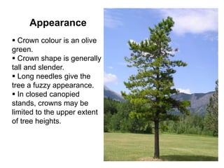 Appearance
 Crown colour is an olive
green.
 Crown shape is generally
tall and slender.
 Long needles give the
tree a fuzzy appearance.
 In closed canopied
stands, crowns may be
limited to the upper extent
of tree heights.
 