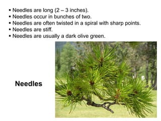 Needles
 Needles are long (2 – 3 inches).
 Needles occur in bunches of two.
 Needles are often twisted in a spiral with sharp points.
 Needles are stiff.
 Needles are usually a dark olive green.
 