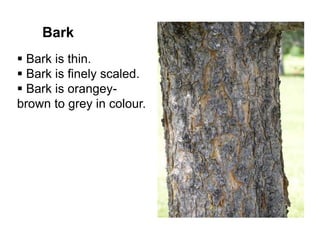 Bark
 Bark is thin.
 Bark is finely scaled.
 Bark is orangey-
brown to grey in colour.
 