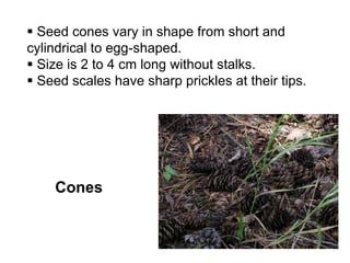 Cones
 Seed cones vary in shape from short and
cylindrical to egg-shaped.
 Size is 2 to 4 cm long without stalks.
 Seed scales have sharp prickles at their tips.
 