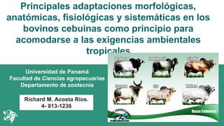 Universidad de Panamá
Facultad de Ciencias agropecuarias
Departamento de zootecnia
Richard M. Acosta Ríos.
4- 813-1236
Principales adaptaciones morfológicas,
anatómicas, fisiológicas y sistemáticas en los
bovinos cebuinas como principio para
acomodarse a las exigencias ambientales
tropicales
 