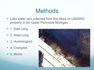Methods
 Lake water was collected from five lakes on UNDERC
property in the Upper Peninsula Michigan.
 1. East Long
 2. West Long
 3. Hummingbird
 4. Crampton
 5. Morris
 