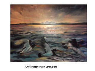 Oystercatchers on Strangford
 