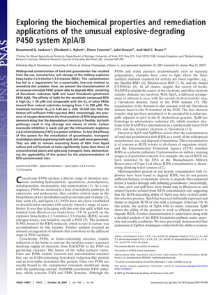 Exploring the biochemical properties and remediation
applications of the unusual explosive-degrading
P450 system XplA/B
Rosamond G. Jackson*, Elizabeth L. Rylott*, Diane Fournier†
, Jalal Hawari†
, and Neil C. Bruce*‡
*Center for Novel Agricultural Products, Department of Biology, University of York, P.O. Box 373, York YO10 5YW, United Kingdom; and †Biotechnology
Research Institute, National Research Council of Canada, Montreal, QC, Canada H4P 2R2
Edited by May R. Berenbaum, University of Illinois at Urbana–Champaign, Urbana, IL, and approved September 10, 2007 (received for review May 31, 2007)
Widespread contamination of land and groundwater has resulted
from the use, manufacture, and storage of the military explosive
hexa-hydro-1,3,5-trinitro-1,3,5-triazine (RDX). This contamination
has led to a requirement for a sustainable, low-cost method to
remediate this problem. Here, we present the characterization of
an unusual microbial P450 system able to degrade RDX, consisting
of ﬂavodoxin reductase XplB and fused ﬂavodoxin-cytochrome
P450 XplA. The afﬁnity of XplA for the xenobiotic compound RDX
is high (Kd ‫؍‬ 58 ␮M) and comparable with the Km of other P450s
toward their natural substrates (ranging from 1 to 500 ␮M). The
maximum turnover (kcat) is 4.44 per s, only 10-fold less than the
fastest self-sufﬁcient P450 reported, BM3. Interestingly, the pres-
ence of oxygen determines the ﬁnal products of RDX degradation,
demonstrating that the degradation chemistry is ﬂexible, but both
pathways result in ring cleavage and release of nitrite. Carbon
monoxide inhibition is weak and yet the nitroaromatic explosive
2,4,6-trinitrotoluene (TNT) is a potent inhibitor. To test the efﬁcacy
of this system for the remediation of groundwater, transgenic
Arabidopsis plants expressing both xplA and xplB were generated.
They are able to remove saturating levels of RDX from liquid
culture and soil leachate at rates signiﬁcantly faster than those of
untransformed plants and xplA-only transgenic lines, demonstrat-
ing the applicability of this system for the phytoremediation of
RDX-contaminated sites.
cytochrome P450 ͉ phytoremediation ͉ hexa-hydro-1,3,5-trinitro-
1,3,5-triazine
Cytochrome P450s catalyze a diverse range of chemical reac-
tions including hydroxylation, epoxidation, demethylation,
dehalogenation, desaturation, and isomerization (1). As a con-
sequence, P450s are involved in a host of metabolic pathways. In
eukaryotes and prokaryotes, they catalyze critical steps in the
biosynthesis of key metabolites such as steroids and vitamins (2),
fatty acids (3), and lignin (4). P450s have also been established
as detoxification enzymes with activity toward a range of xeno-
biotics. It was thus in keeping with this role that xplA, which was
isolated from Rhodococcus rhodochrous 11Y by growth on the
explosive hexa-hydro-1,3,5-trinitro-1,3,5-triazine (RDX) as sole
nitrogen source, was found to encode a P450 (5). The synthetic
N-NO2 bond of the RDX molecule, which is rare in nature, was
accommodated by this enzyme. Further analysis revealed an
unusual arrangement of subunits that contribute to the different
steps in P450 catalysis.
Cytochrome P450s, as heme-containing enzymes, require
reduction of the heme to activate the catalytic center, a process
involving supply of electrons from NAD(P)H to the P450 via
partnering enzymes. The nature of the redox partners varies.
Class one P450s include bacterial and mitochondrial enzymes
that use an FAD-containing ferredoxin reductase-like protein
and an iron-sulfur ferredoxin-like protein. Class two P450s are
usually bound to the endoplasmic reticulum membrane along
with the partnering enzyme, NADPH cytochrome P450 reduc-
tase, which contains FAD and FMN domains. Although the
P450s and redox partners predominantly exist as separate
polypeptides, examples have come to light where the three
catalytic domains required for activity are fused together, e.g.,
the Bacillal BM3 (6), Rhodococcal RhF (7, 8), and the fungal
CYP505A1 (8). In all classes, despite the variety of forms,
NADPH is usually the source of the electrons, and three electron
transfer domains are involved. With XplA, a different arrange-
ment of subunits is seen, with the second electron transfer step,
a flavodoxin domain, fused to the P450 domain (9). The
organization of the domains is also unusual, with the flavodoxin
domain fused to the N terminus of the P450. The first electron
transfer step has been postulated to be encoded by a reductase,
xplB, adjacent to xplA in the R. rhodochrous genome. XplB has
homology to adrenodoxin reductase (5), which transfers elec-
trons from NADPH to adrenodoxin in a synthetically fused P450
(10), and also transfers electrons to flavodoxin (11).
Interest in XplA and XplB has arisen after the contamination
of land and groundwater with RDX as a result of the widespread
manufacture, use, and disposal of munitions. This contamination
is of concern as RDX is toxic to all classes of organisms tested,
and the Environmental Protection Agency (EPA) classifies
RDX as a priority pollutant. Contamination on military training
ranges is of particular concern. For example, the use of RDX has
been restricted by the EPA at the Massachusetts Military
Reservation of Cape Cod where RDX contamination is threat-
ening drinking water sources (12).
Microorganisms present in soil heavily contaminated with ex-
plosives have been found to degrade RDX, but do not possess
sufficient biomass or metabolic activity to degrade this compound
before it leaches through soils polluting groundwater. Interestingly,
to date, xplA and xplB have been found only in Rhodococcus and
related bacteria isolated from RDX-contaminated soil, suggesting
that the RDX-degrading ability of XplA may have evolved under
this selective pressure. XplA has been recombinantly expressed and
shown to degrade RDX in vitro with a surrogate reductase (9). In
this article, the activity of XplA with its native reductase XplB
shows the ability of the proteins to work as efficient partners to
degrade RDX. Further characterization is undertaken along with
a detailed analysis of the RDX breakdown pathway under anaer-
obic and aerobic conditions. We have previously demonstrated that
expression of XplA in Arabidopsis confers both the ability to remove
Author contributions: R.G.J., E.L.R., J.H., and N.C.B. designed research; R.G.J., E.L.R., and
D.F. performed research; R.G.J., E.L.R., D.F., J.H., and N.C.B. analyzed data; and R.G.J., E.L.R.,
J.H., and N.C.B. wrote the paper.
The authors declare no conﬂict of interest.
This article is a PNAS Direct Submission.
Abbreviations: RDX, hexa-hydro-1,3,5-trinitro-1,3,5-triazine; TNT, trinitrotoluene; NDAB,
4-nitro-2,4, diazabutanal; MEDINA, methylenedinitramine.
‡To whom correspondence should be addressed. E-mail: ncb5@york.ac.uk.
This article contains supporting information online at www.pnas.org/cgi/content/full/
0705110104/DC1.
© 2007 by The National Academy of Sciences of the USA
16822–16827 ͉ PNAS ͉ October 23, 2007 ͉ vol. 104 ͉ no. 43 www.pnas.org͞cgi͞doi͞10.1073͞pnas.0705110104
 