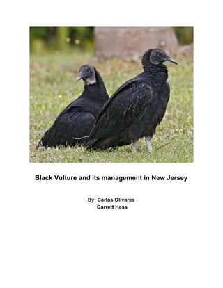 Black Vulture and its management in New Jersey
By: Carlos Olivares
Garrett Hess
 