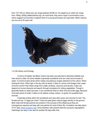 3
from 137-150 cm. Body size can range between 60-68 cm. Its weight as an adult can range
from 1600g -2200g (allaboutbirds.org). As most birds, they have a type II survivorship curve,
which suggest survivorship is highest when it is young and lowers as it get older. Black vultures
can live up to 25 years old.
1.2 Life History and Ecology
In terms of habitat, the Black Vulture has been accustomed to disturbed habitats and
lives close to cities. Its home habitat is generally woodlands and can roost around areas of
water. It is fond of open lands which makes mountainous ranges attractive to the vulture. When
looking for food, it flies high in the sky with its family. It feed on carrion and forages near roads.
Common carrion that it likes range from cattle, donkeys, raccoons and skunks. It also can
depend on human discards and search through dumpsters for rotting vegetables. Though it
generally feeds on dead carcuses, it can sometimes feed on other bird and turtle eggs. Because
of its bad sense of smell, it relies on its relative--turkey vulture-- to guide it to possible food
sources.
It typically breeds within the woodlands and uses dark caves and crevices to nest. The
female can lay 1-3 eggs per clutch. It lays the pale green colored eggs directly on the ground.
Both male and female parents are present in the success of the offspring as they are
monogamous species and stay with one partner for most of their life. Incubation can take about
37-41 days (​www.audubon.org​). Once hatched, both parents feed the young by regurgitation.
Hatchlings can stay in the nest for another 60 days after that.
 
