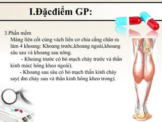 I.Đặcđiểm GP:
3.Phần mềm
Màng liên cốt cùng vách liên cơ chia cẳng chân ra
làm 4 khoang: Khoang trước,khoang ngoài,khoang
sâu sau và khoang sau nông.
- Khoang trước có bó mạch chày trước và thần
kinh mác( hông kheo ngoài).
- Khoang sau sâu có bó mạch thần kinh chày
say( đm chày sau và thần kinh hông kheo trong).

 