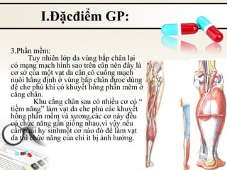 I.Đặcđiểm GP:
3.Phần mềm:
Tuy nhiên lớp da vùng bắp chân lại
có mạng mạch hình sao trên cân nên đây là
cơ sở của một vạt da cân có cuống mạch
nuôi hằng định ở vùng bắp chân đựoc dùng
để che phủ khi có khuyết hổng phần mèm ở
cẳng chân.
Khu cẳng chân sau có nhiều cơ có “
tiềm năng” làm vạt da che phủ các khuyết
hổng phần mềm và xương,các cơ này đều
có chức năng gần giống nhau,vì vậy nếu
cần phải hy sinhmột cơ nào đó để làm vạt
da thì chức năng của chi ít bị ảnh hưởng.

 