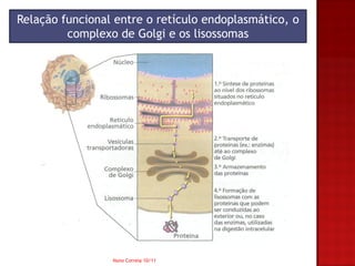Relação funcional entre o retículo endoplasmático, o
         complexo de Golgi e os lisossomas




                 Nuno Correia 10/11
 