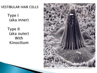 Type I
(aka inner)
Type II
(aka outer)
With
Kinocilium
VESTIBULAR HAIR CELLS
 