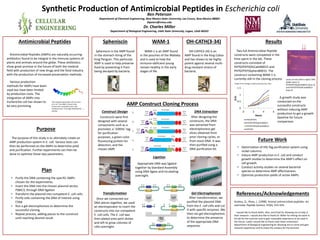 References/Acknowledgements
Antimicrobial Peptides
Purpose
AMP Construct Cloning Process
Future Work
ResultsSpheniscin WAM-1 OH-CATH(3-34)
Plan
Spheniscin is the AMP found
in the stomach lining of the
King Penguin. This particular
AMP is used to help preserve
food by preventing it from
being decayed by bacteria.
WAM-1 is an AMP found
in the pouches of the Wallaby
and is used to help the
immuno–deficient young
remain healthy in the early
stages of life.
OH-CATH(3-34) is an
AMP found in the King Cobra
and has shown to be highly
potent against several multi-
drug resistant strains of
bacteria.
Antimicrobial Peptides (AMPs) are naturally occurring
antibiotics found to be integral in the immune systems of
plants and animals around the globe. These antibiotics
show great promise in the future of both the medical
field with production of new drugs and the food industry
with the production of increased preservation methods.
Various production
methods for AMPs have been
used but have been limited
by production costs. The
integration of AMPs into
Escherichia coli has shown to
be very promising.
The computer generated, 3D structure
of LL-37. This AMP is found in the
human skin, respiratory tract, and
intestinal tract. It has high antibacterial
activity.
The purpose of this study is to ultimately create an
AMP production system in E. coli. Various tests can
then be performed on the AMPs to determine yield
and purification. Further experiments can then be
done to optimize these two parameters.
• Purify the DNA containing the specific AMPs
chosen for the experiments.
• Insert the DNA into the chosen plasmid vector,
PSBIC3, through DNA ligation
• Transform the plasmid into competent E. coli cells.
• Purify cells containing the DNA of interest using
CTAB
• Run a gel electrophoresis to determine the
successful cloning.
• Repeat process, adding pieces to the construct
until reaching desired result.
Constructs were first
designed with several
components such as a
promoter, a ’10XHis’ tag
for purification
purposes, a green color
fluorescing protein for
detection, and the
chosen AMP.
After designing the
constructs, the DNA
was extracted from
electrophoresis gel
slices obtained from
prior cloning cycles, or
from stock DNA. It was
then purified using a
DNA purification kit.
Once we connected our
DNA pieces together, we used
an electroporator to insert the
constructs into our competent
E. coli cells. The E. coli was
then plated onto petri dishes
and left to grow colonies of
cells overnight.
Synthetic Production of Antimicrobial Peptides in Escherichia coli
Ben Peterson
Department of Chemical Engineering, New Mexico State University, Las Cruces, New Mexico 88003
blpeters@nmsu.edu
Dr. Charles Miller
Department of Biological Engineering, Utah State University, Logan, Utah 84322
After transformation, we
purified the plasmid DNA
from the E. coli cells and cut
it with specific enzymes. We
then ran gel electrophoresis
to determine the presence
of the appropriate DNA
sequence.
• Optimization of HIS-Tag purification system using
nickel columns.
• Induce AMP production in E. coli and conduct
growth studies to determine the AMP’s effect on
cell growth.
• Conduct activity studies on several bacterial
species to determine AMP effectiveness.
• Optimize production yields of active AMPs.
Andreu, D., Rivas, L. (1998). Animal antimicrobial peptides: An
overview. Peptide Science, 47(6), 415-433.
I would like to thank Dallin, Alex, and Chad for allowing me to help in
their research. I would also like to thank Dr. Miller for letting me work in
his lab for the summer and to gain invaluable experience to be used in
the future. Lastly I would like to thank Utah State University’s
department of Biological Engineering for allowing me to come and gain
research experience and to enjoy the campus for the Summer.
Two full Antimicrobial Peptide
constructs were completed in the
time spent in the lab. These
constructs consisted of
PHTGFPEPSOhCathB0015 and
PHTGFPEPSSphenB0015. The
construct containing WAM-1 is
currently still in the cloning process. Lanes of note (left to right): DNA
ladder (lane 1),
PHTGFPEPSSphenB0015 (lane 5),
and PHTGFPEPSOhCathB0015
(lane 6)
A growth study was
conducted on the
successful constructs
without inducing AMP
production to get a growth
baseline for future
comparison.
Graph of the change in Optical Density over time
Construct Design DNA Extraction
Appropriate DNA was ligated
together by Standard Assembly
using DNA ligase and incubating
overnight.
Ligation
Transformation Gel Electrophoresis
0
0.5
1
1.5
0 2 4 6
O.D.
Hours
PHTGFPEPS
PHTGFPEPSSphenB0015
PHTGFPEPSOhCathB0015
PHTGFP
 