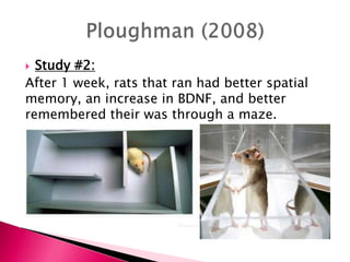  Study #2:
After 1 week, rats that ran had better spatial
memory, an increase in BDNF, and better
remembered their was through a maze.
 