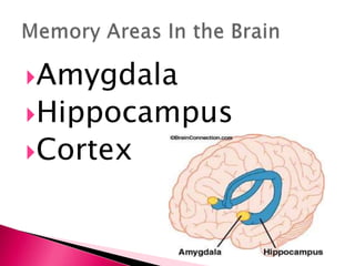 Amygdala
Hippocampus
Cortex
 