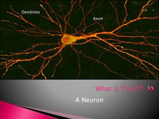 Dendrite
What is This???
A Neuron
Dendrites
Axon
 
