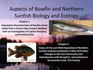 Aspects of Bowfin and Northern
Sunfish Biology and Ecology
Chapter 1
Population Characteristics of Bowfin (Amia
calva) from a Great Lakes Coastal Wetland,
with an Investigation of Captive Breeding
and Artificial Diet
Chapter 2
Status of the Last Wild Population of Northern
Sunfish (Lepomis peltastes) in New York State:
Changes in the Fish Community and
Hybridization with Bluegill (L. macrochirus) in
Tonawanda Creek, Erie County
 