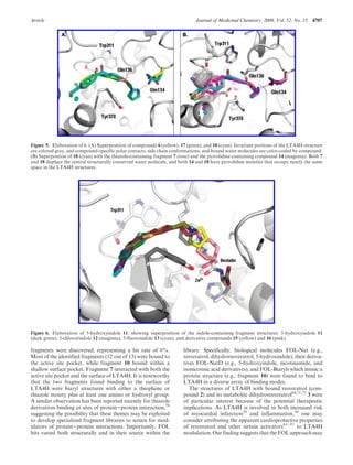 Article Journal of Medicinal Chemistry, 2009, Vol. 52, No. 15 4707
fragments were discovered, representing a hit rate of 6%.
Most of the identified fragments (12 out of 13) were bound to
the active site pocket, while fragment 10 bound within a
shallow surface pocket. Fragment 7 interacted with both the
active site pocket and the surface of LTA4H. It is noteworthy
that the two fragments found binding to the surface of
LTA4H were biaryl structures with either a thiophene or
thiazole moiety plus at least one amino or hydroxyl group.
A similar observation has been reported recently for thiazole
derivatives binding at sites of protein-protein interaction,76
suggesting the possibility that these themes may be exploited
to develop specialized fragment libraries to screen for mod-
ulators of protein-protein interactions. Importantly, FOL
hits varied both structurally and in their source within the
library. Specifically, biological molecules FOL-Nat (e.g.,
resveratrol, dihydroresveratrol, 5-hydroxindole), their deriva-
tives FOL-NatD (e.g., 5-hydroxyindole, nicotinamide, and
isonicotinic acid derivatives), and FOL-Biaryls which mimic a
protein structure (e.g., fragment 10) were found to bind to
LTA4H in a diverse array of binding modes.
The structures of LTA4H with bound resveratrol (com-
pound 2) and its metabolite dihydroresveratrol64,71,72
3 were
of particular interest because of the potential therapeutic
implications. As LTA4H is involved in both increased risk
of myocardial infarction29
and inflammation,30
one may
consider attributing the apparent cardioprotective properties
of resveratrol and other sirtuin activators85-87
to LTA4H
modulation. Our finding suggests thatthe FOLapproach may
Figure 6. Elaboration of 5-hydroxyindole 11, showing superposition of the indole-containing fragment structures: 5-hydroxyindole 11
(dark green), 5-chlororindole 12 (magenta), 5-fluoroindole 13 (cyan), and derivative compounds 15 (yellow) and 16 (pink).
Figure 5. Elaboration of 6. (A) Superposition of compounds 6 (yellow), 17 (green), and 18 (cyan). Invariant portions of the LTA4H structure
are colored gray, and compound-specific polar contacts, side chain conformations, and bound water molecules are color-coded by compound.
(B) Superpostion of 18 (cyan) with the thiazole-containing fragment 7 (rose) and the pyrrolidine containing compound 14 (magenta). Both 7
and 18 displace the central structurally conserved water molecule, and both 14 and 18 have pyrrolidine moieties that occupy nearly the same
space in the LTA4H structures.
 