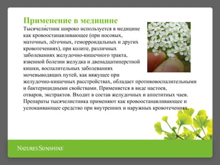 Применение в медицине 
Тысячели́стник широко используется в медицине 
как кровоостанавливающее (при носовых, 
маточных, лёгочных, геморроидальных и других 
кровотечениях), при колите, различных 
заболеваниях желудочно-кишечного тракта, 
язвенной болезни желудка и двенадцатиперстной 
кишки, воспалительных заболеваниях 
мочевыводящих путей, как вяжущее при 
желудочно-кишечных расстройствах, обладает противовоспалительными 
и бактерицидными свойствами. Применяется в виде настоев, 
отваров, экстрактов. Входит в состав желудочных и аппетитных чаев. 
Препараты тысячелистника применяют как кровоостанавливающее и 
успокаивающее средство при внутренних и наружных кровотечениях. 
 