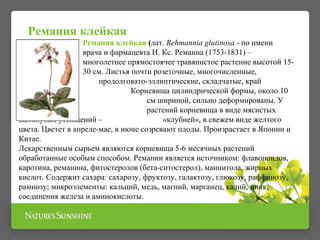 Ремания клейкая 
Ремания клейкая (лат. Rehmannia glutinosa - по имени 
врача и фармацевта И. Кс. Реманна (1753-1831) – 
многолетнее прямостоячее травянистое растение высотой 15- 
30 см. Листья почти розеточные, многочисленные, 
продолговато-эллиптические, складчатые, край 
опушенный. Корневища цилиндрической формы, около 10 
см длиной и 4 см шириной, сильно деформированы. У 
культивируемых растений корневища в виде мясистых 
вытянутых утолщений – «клубней», в свежем виде желтого 
цвета. Цветет в апреле-мае, в июне созревают плоды. Произрастает в Японии и 
Китае. 
Лекарственным сырьем являются корневища 5-6 месячных растений 
обработанные особым способом. Ремании является источником: флавоноидов, 
каротина, реманина, фитостеролов (бета-ситостерол), маннитола, жирных 
кислот. Содержит сахара: сахарозу, фруктозу, галактозу, глюкозу, раффинозу, 
рамнозу; микроэлементы: кальций, медь, магний, марганец, калий, цинк, 
соединения железа и аминокислоты. 
 