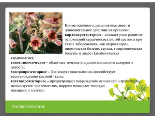 Кроме основного, ремания оказывает и 
дополнительное действие на организм: 
кардиопротекторное - снижает риск развития 
осложнений сердечнососудистой системы при 
таких заболеваниях, как атеросклероз, 
пиемическая болезнь сердца, гипертоническая 
болезнь и диабет (диабетическая 
кардиопатия); 
гипогликемическое – облегчает течение инсулинозависимого сахарного 
диабета; 
хондропротекторное – благодаря глюкозаминам способствует 
восстановлению костной ткани; 
гепатопротекторное – предотвращает повреждения печени при отравлениях, 
используется при гепатитах, циррозе повышает половую 
потенцию у мужчин. 
 