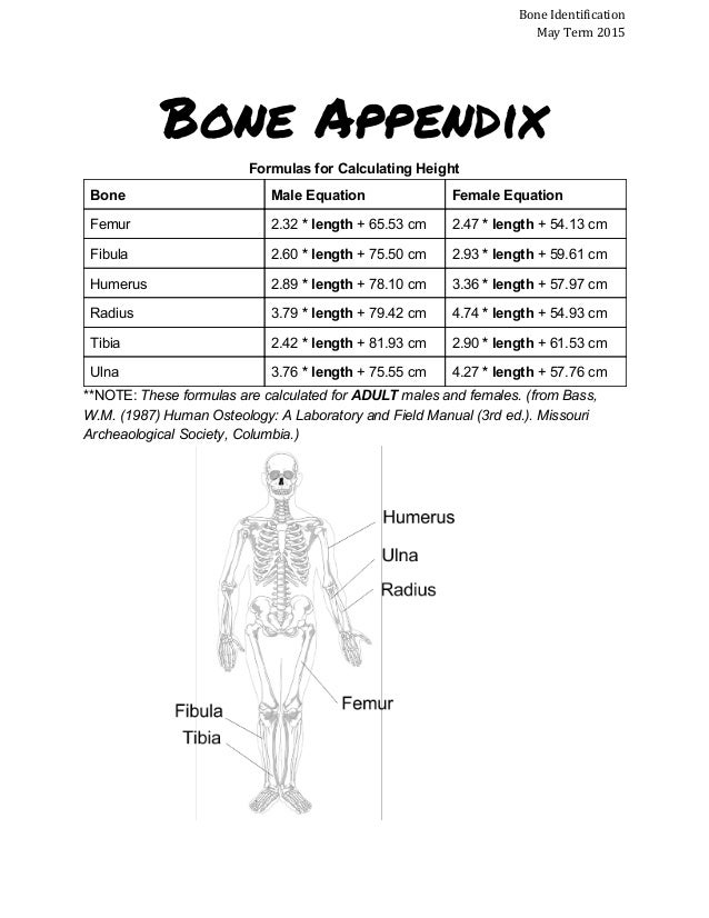 Calculating Height With Bones Worksheet Answers