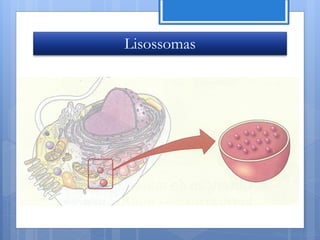 Lisossomas




             Nuno Correia 11/12
 