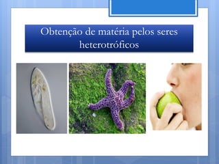 Obtenção de matéria pelos seres
       heterotróficos




                                  Nuno Correia 11/12
 