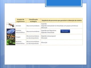 Absorção




           Nuno Correia 11/12
 