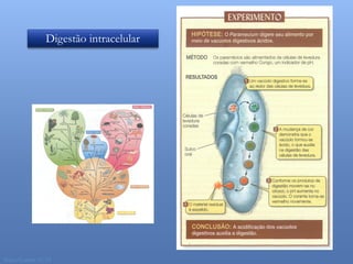 Digestão intracelular




Nuno Correia 11/12
 