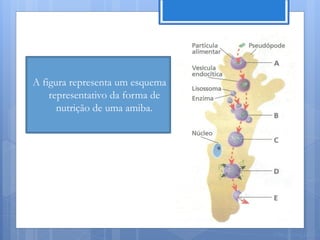 A figura representa um esquema
    representativo da forma de
      nutrição de uma amiba.




                                 Nuno Correia 11/12
 