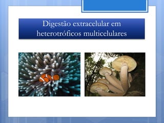 Digestão extracelular em
heterotróficos multicelulares




                                Nuno Correia 11/12
 