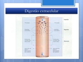 Digestão extracelular




                        Nuno Correia 11/12
 
