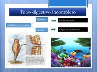 Tubo digestivo incompleto
                          Gastro     Órgão digestivo

Cavidade gastrovascular
                          vascular   Órgão de distribuição




                                                  Nuno Correia 11/12
 