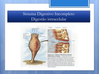 Sistema Digestivo Incompleto
     Digestão intracelular




                               Nuno Correia 11/12
 