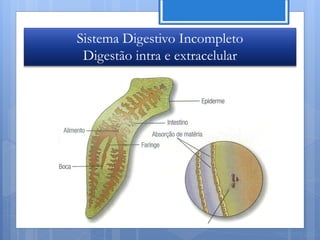 Sistema Digestivo Incompleto
 Digestão intra e extracelular




                                 Nuno Correia 11/12
 