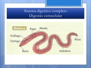 Sistema digestivo completo
   Digestão extracelular




                             Nuno Correia 11/12
 