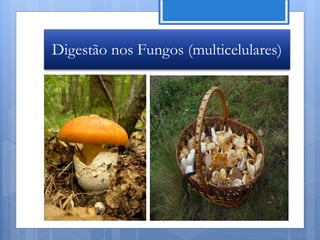 Digestão nos Fungos (multicelulares)




                                  Nuno Correia 11/12
 