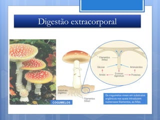 Digestão extracorporal




                         Nuno Correia 11/12
 