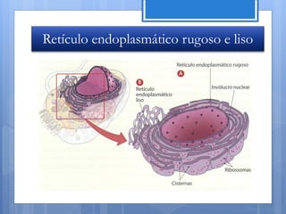 Retículo endoplasmático rugoso e liso




                                   Nuno Correia 11/12
 