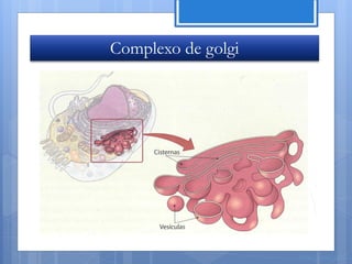 Complexo de golgi




                    Nuno Correia 11/12
 