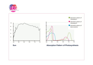 Absorption Pattern of PhotosynthesisSun
 