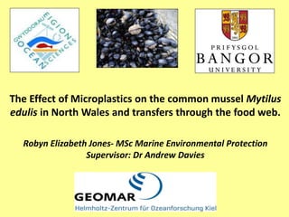 The Effect of Microplastics on the common mussel Mytilus
edulis in North Wales and transfers through the food web.
Robyn Elizabeth Jones- MSc Marine Environmental Protection
Supervisor: Dr Andrew Davies
 